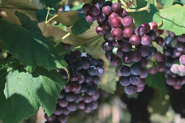 湖北恩施富硒（恩施有哪些富硒食品）-硒宝网