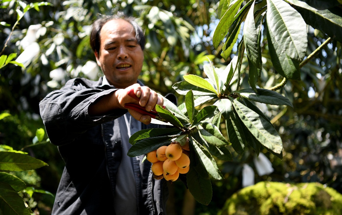 开阳富硒枇杷(南江富硒枇杷)-硒宝网