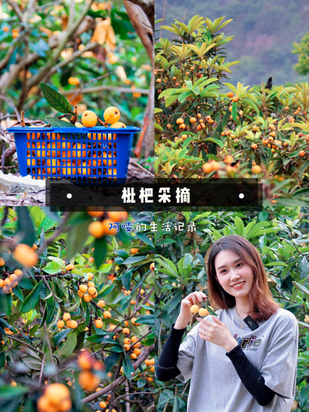 开阳富硒枇杷(南江富硒枇杷)-硒宝网