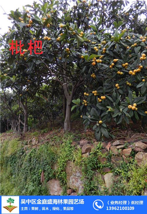 开阳富硒枇杷(南江富硒枇杷)-硒宝网