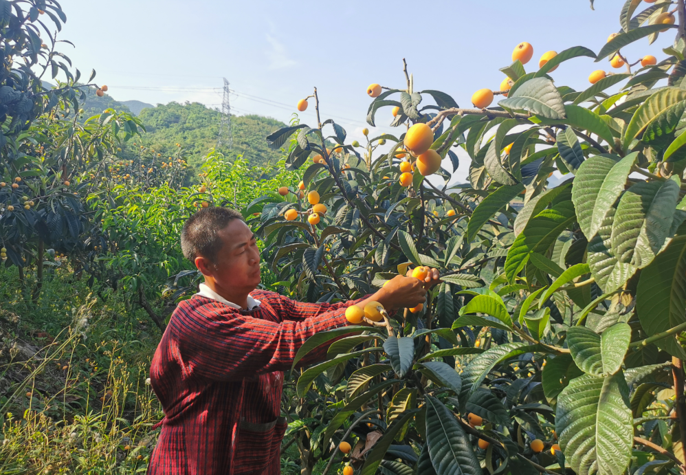 开阳富硒枇杷(南江富硒枇杷)-硒宝网