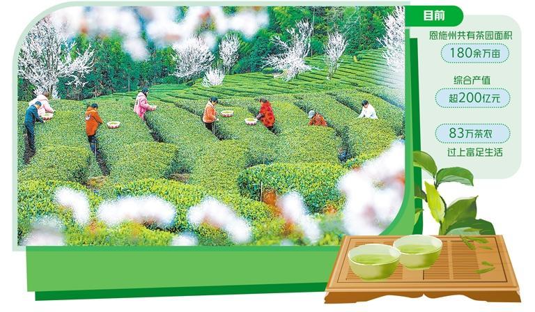 恩施富硒茶叶（湖北恩施茶叶品牌）-硒宝网