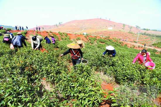 诏安富硒八仙茶(诏安八仙茶多少钱一斤)-硒宝网