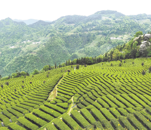 恩施富硒茶叶(恩施富硒茶23年新茶价格)-硒宝网