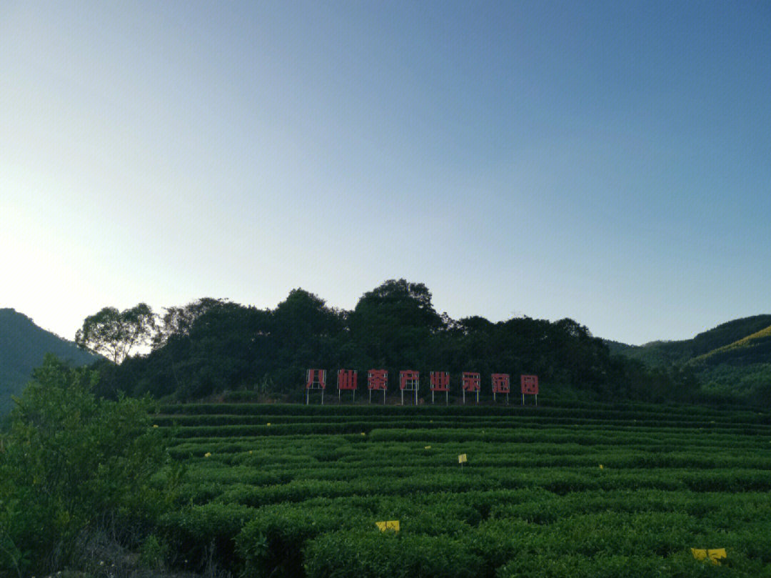 诏安富硒八仙茶（诏安富硒八仙茶属于什么茶）-硒宝网
