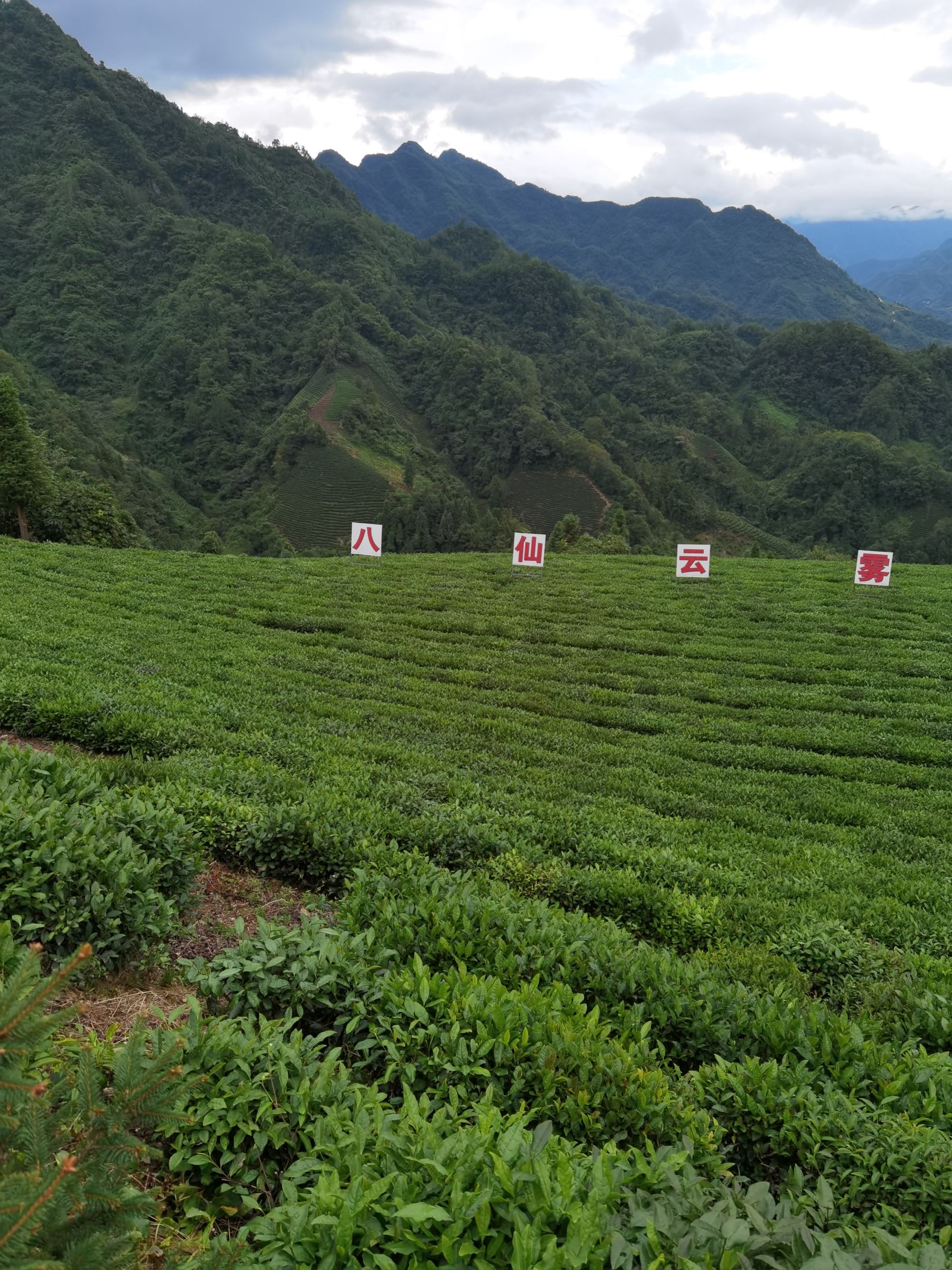 诏安富硒八仙茶（诏安富硒八仙茶属于什么茶）-硒宝网