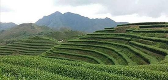 野生富硒茶是什么茶（富硒野茶是绿茶吗）-硒宝网