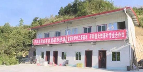 野生富硒茶是什么茶（富硒野茶是绿茶吗）-硒宝网