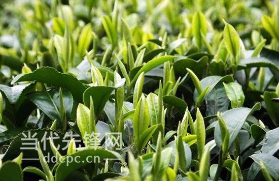 凤冈县锌硒茶(凤冈锌硒茶发展的优势)-硒宝网