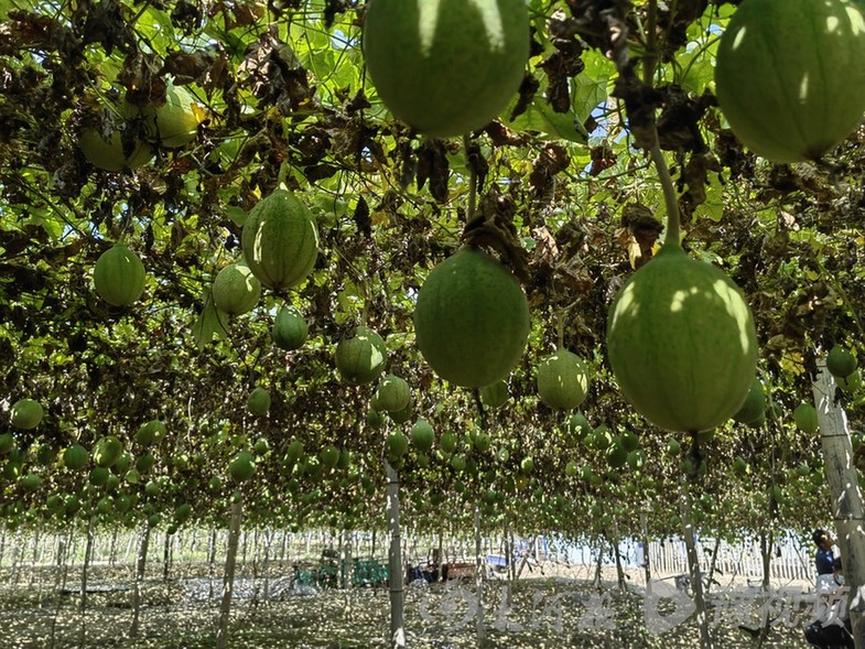 万安富硒大米（江西万安富硒大米）-硒宝网