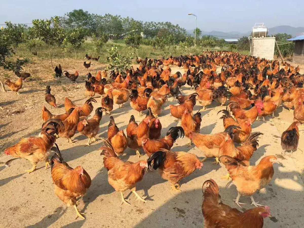 富硒牛肉的好处(牛肉富含硒元素吗)-硒宝网