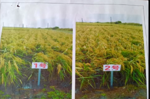 富硒大米有什么好处（大米含硒有什么好处）-硒宝网