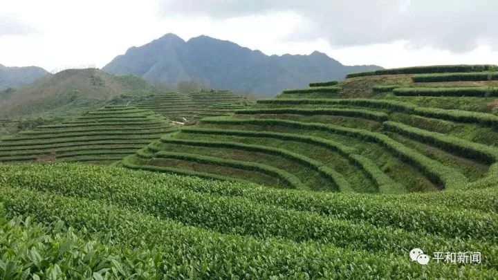 含硒最好茶叶-富硒白芽奇兰茶（茶叶含硒的标准值）-硒宝网