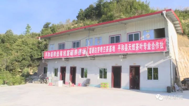 含硒最好茶叶-富硒白芽奇兰茶（茶叶含硒的标准值）-硒宝网