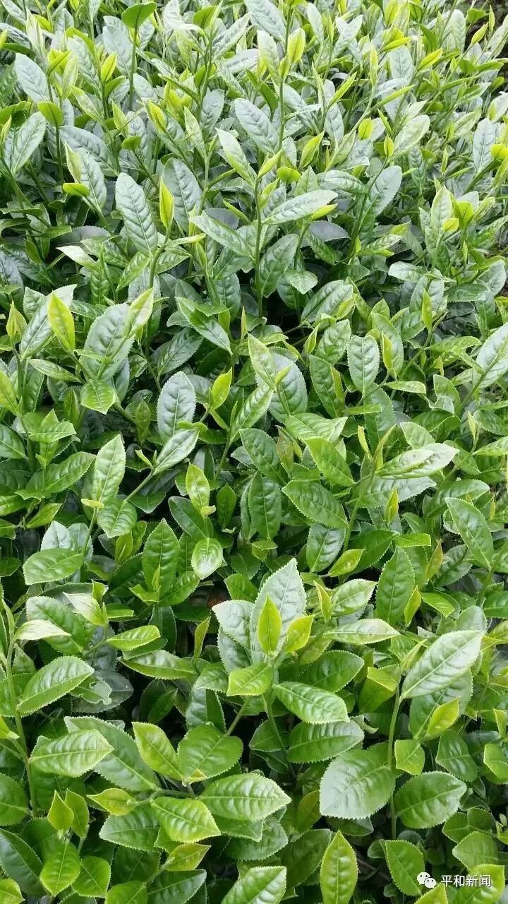 含硒最好茶叶-富硒白芽奇兰茶（茶叶含硒的标准值）-硒宝网