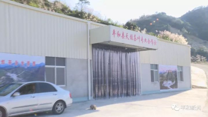 含硒最好茶叶-富硒白芽奇兰茶（茶叶含硒的标准值）-硒宝网