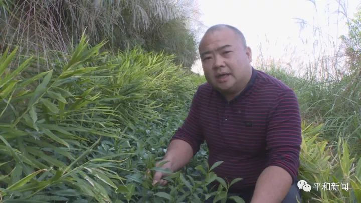 含硒最好茶叶-富硒白芽奇兰茶（茶叶含硒的标准值）-硒宝网