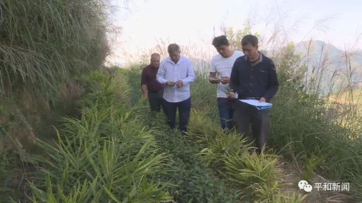 含硒最好茶叶-富硒白芽奇兰茶（茶叶含硒的标准值）-硒宝网