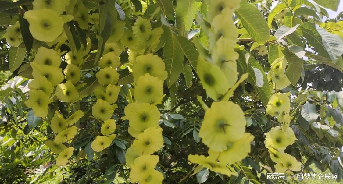 富硒青钱柳茶的功效（喝青钱柳茶有什么好处）-硒宝网