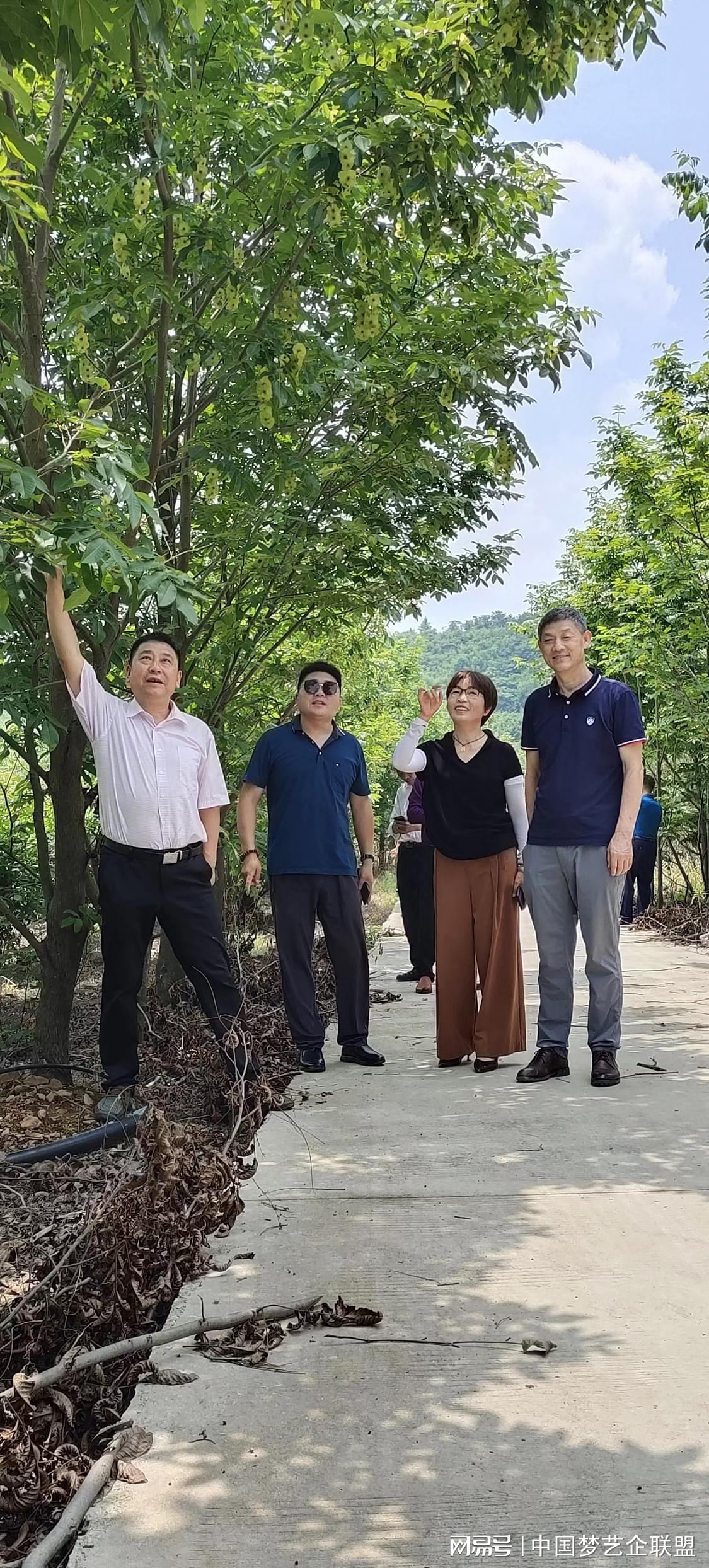 富硒青钱柳茶的功效（喝青钱柳茶有什么好处）-硒宝网