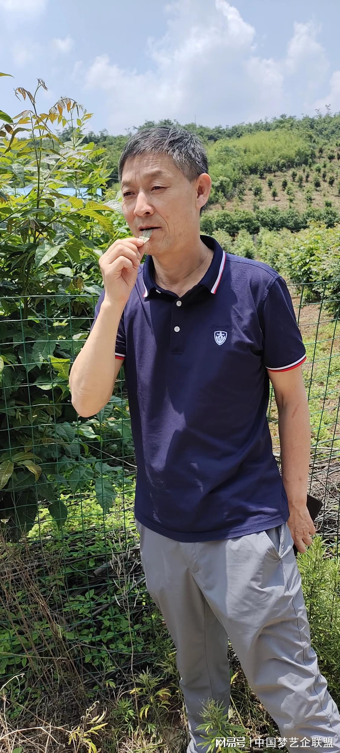 富硒青钱柳茶的功效（喝青钱柳茶有什么好处）-硒宝网