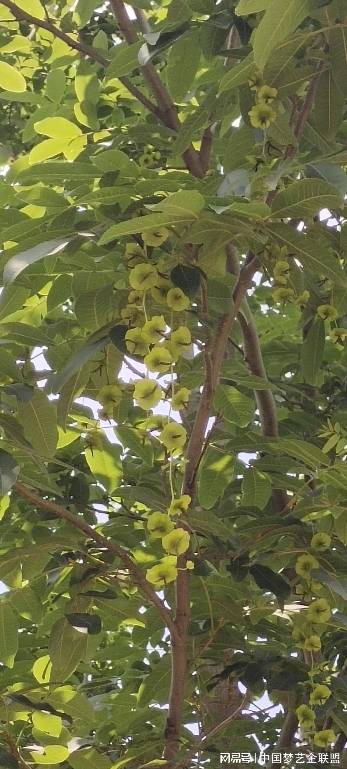 富硒青钱柳茶的功效（喝青钱柳茶有什么好处）-硒宝网