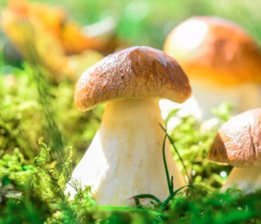 正常人怎样补硒最安全（最好的最安全的补硒产品有哪些）-硒宝网