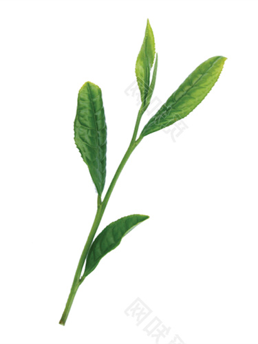 藤茶的副作用（藤茶的副作用和禁忌）-硒宝网