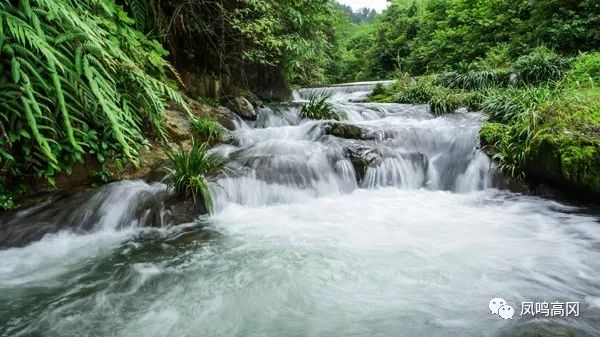 凤冈锌硒茶的功效与作用(凤冈锌硒茶好处)-硒宝网