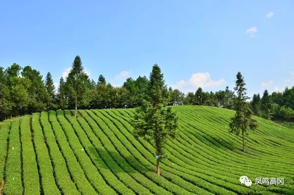 凤冈锌硒茶的功效与作用(凤冈锌硒茶好处)-硒宝网