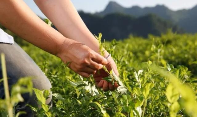 恩施藤茶是什么茶(恩施富硒茶是什么茶)-硒宝网