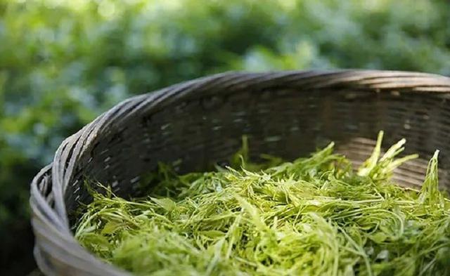 恩施藤茶是什么茶(恩施富硒茶是什么茶)-硒宝网