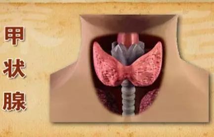 甲状腺补硒有什么好处（补硒对甲状腺的作用）-硒宝网