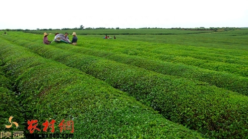 安康紫阳富硒茶（紫阳富硒茶属于什么茶）-硒宝网