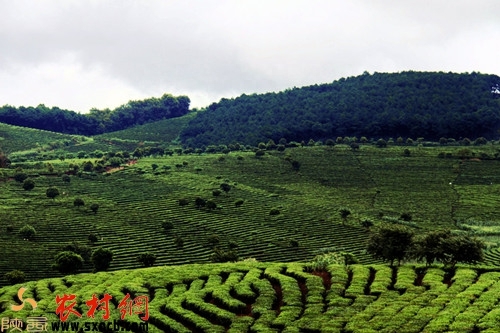 安康紫阳富硒茶（紫阳富硒茶属于什么茶）-硒宝网
