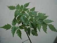 恩施藤茶是什么茶(恩施藤茶有什么好处)-硒宝网