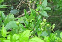 恩施藤茶是什么茶(恩施藤茶有什么好处)-硒宝网