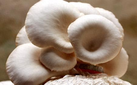 人体补硒有什么作用（如何补硒d.吃高吉星蛋白硒好）-硒宝网