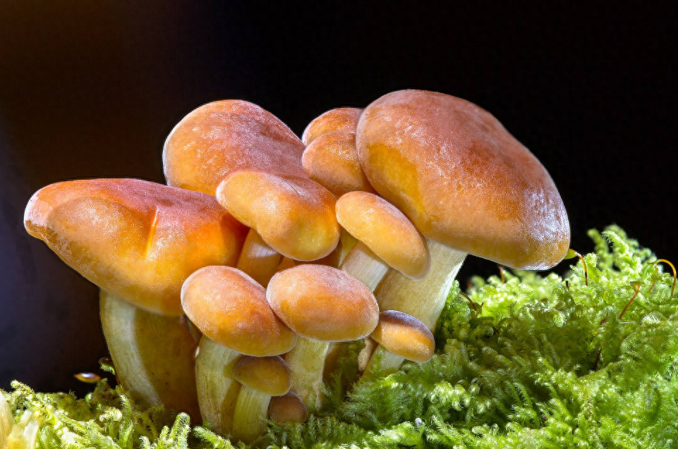 硒的副作用和补硒的好处(补硒一般要连续补多久)-硒宝网