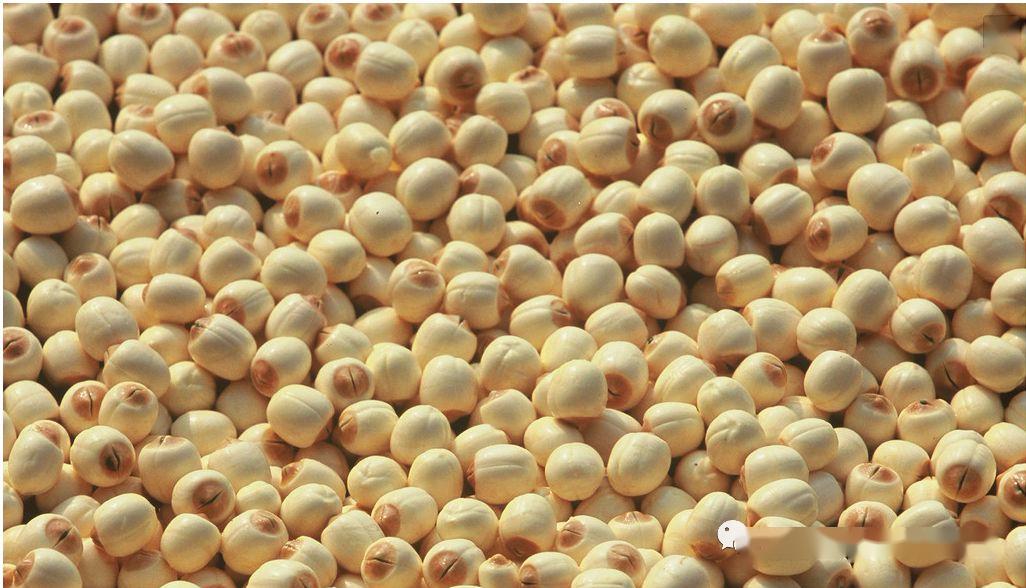 补硒吃什么好(什么牌子的补硒产品好)-硒宝网