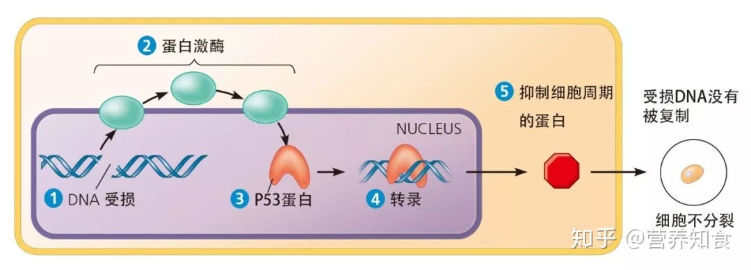 人体补充硒有什么好处(好处人体补充硒有哪些)-硒宝网