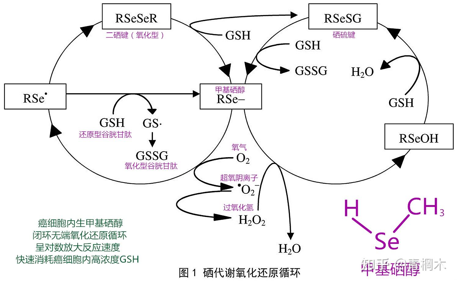 人体补充硒有什么好处(好处人体补充硒有哪些)-硒宝网