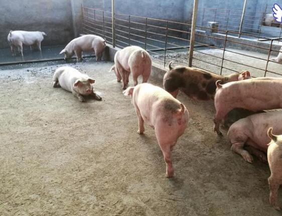 补充硒元素对hpv有用吗（补充钙铁锌硒）-硒宝网