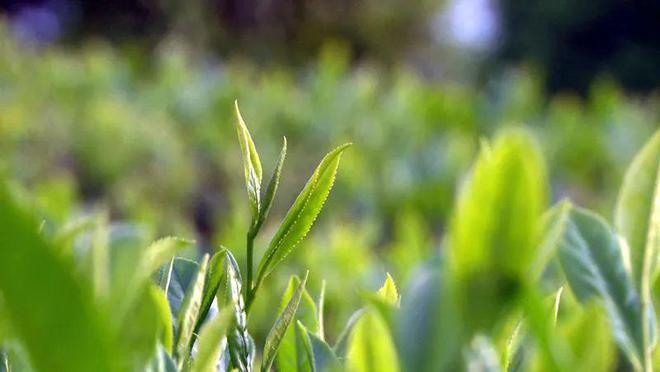 凤冈锌硒红茶(凤冈锌硒红茶的功效)-硒宝网