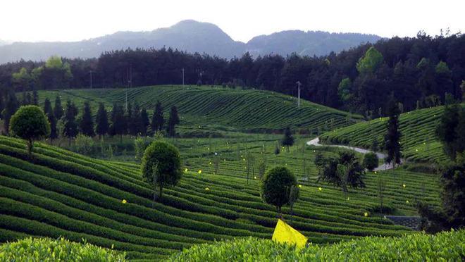 凤冈锌硒红茶(凤冈锌硒红茶的功效)-硒宝网