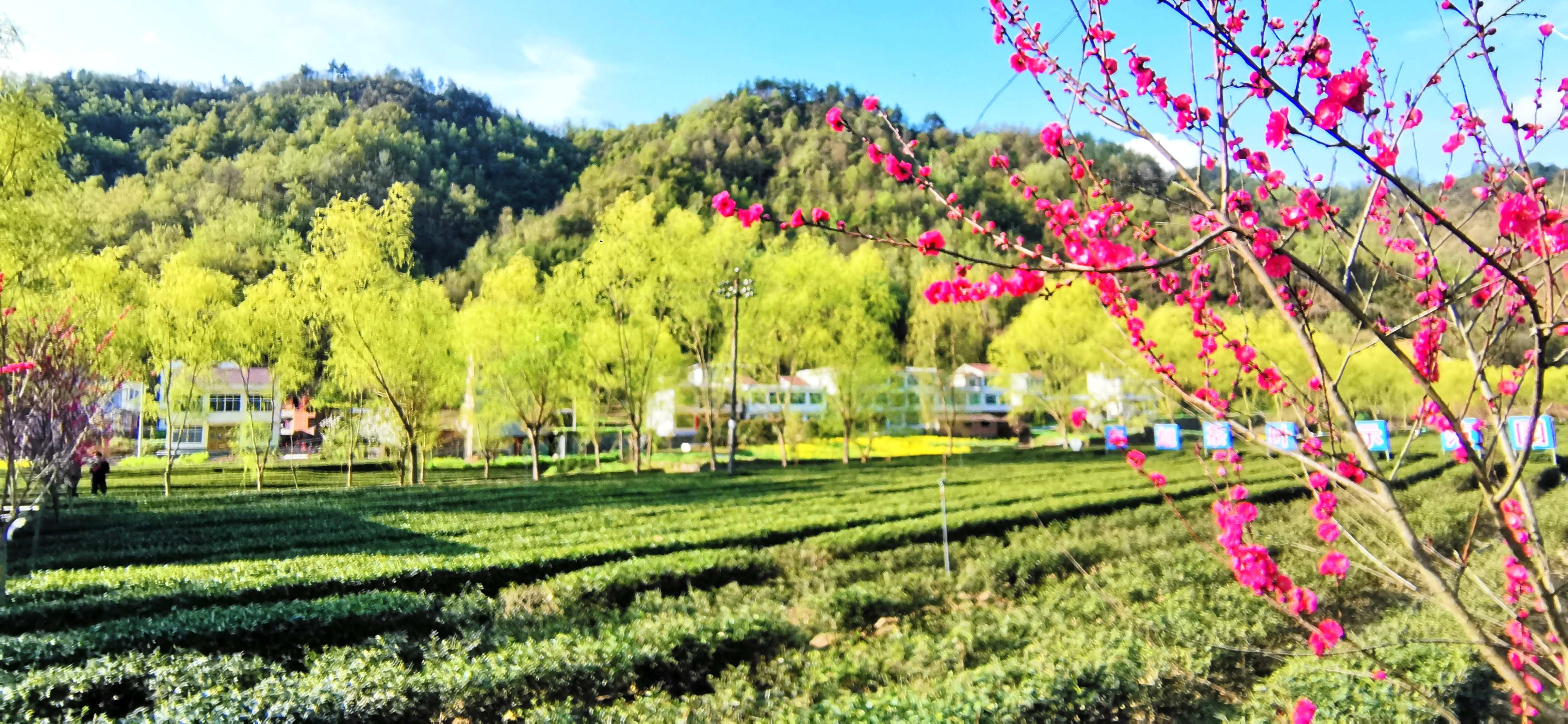 安康富硒茶陕茶一号（紫阳富硒茶属于什么茶）-硒宝网
