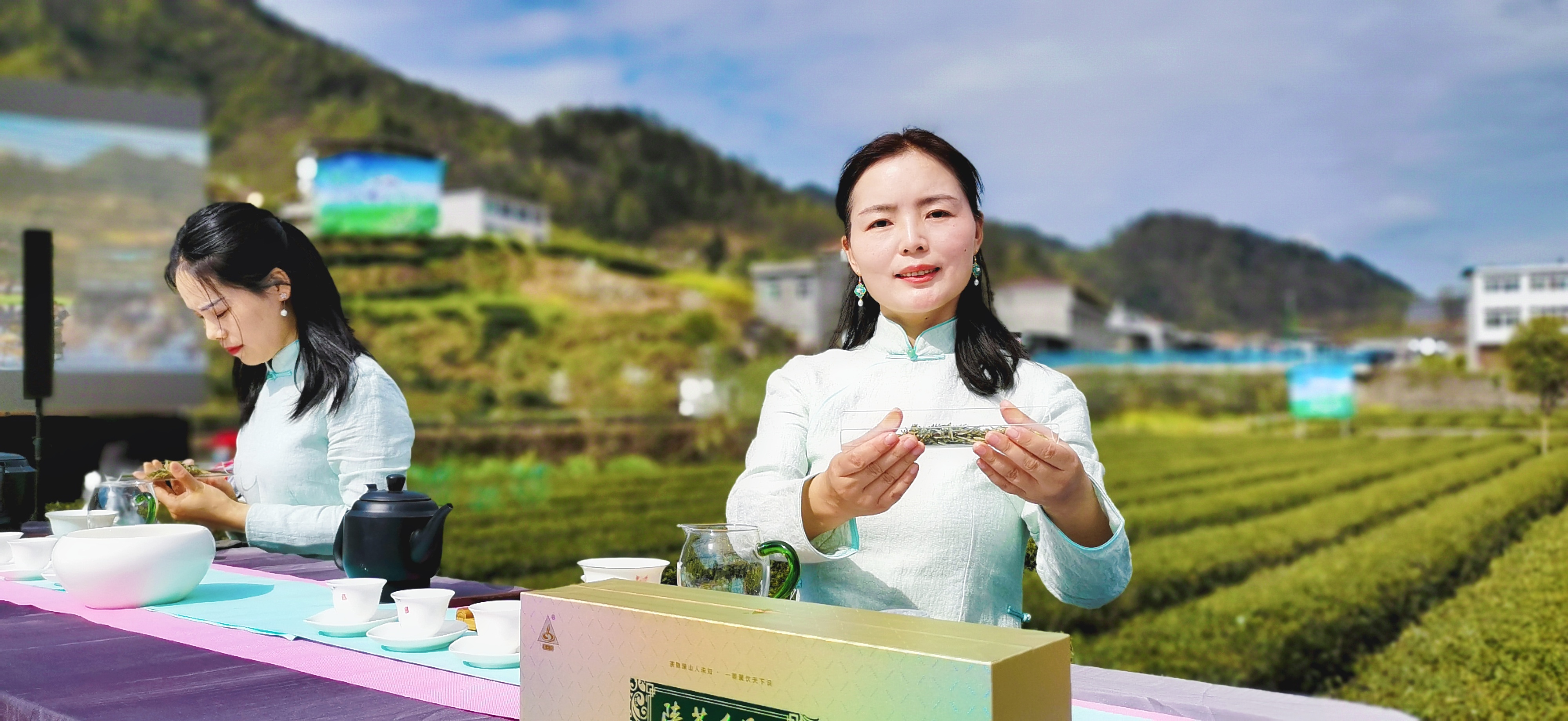 安康富硒茶陕茶一号（紫阳富硒茶属于什么茶）-硒宝网