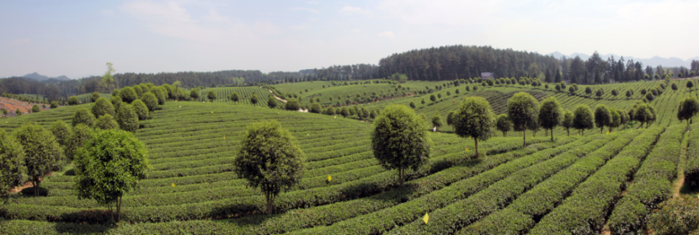 凤冈锌硒红茶（凤岗锌硒红茶）-硒宝网