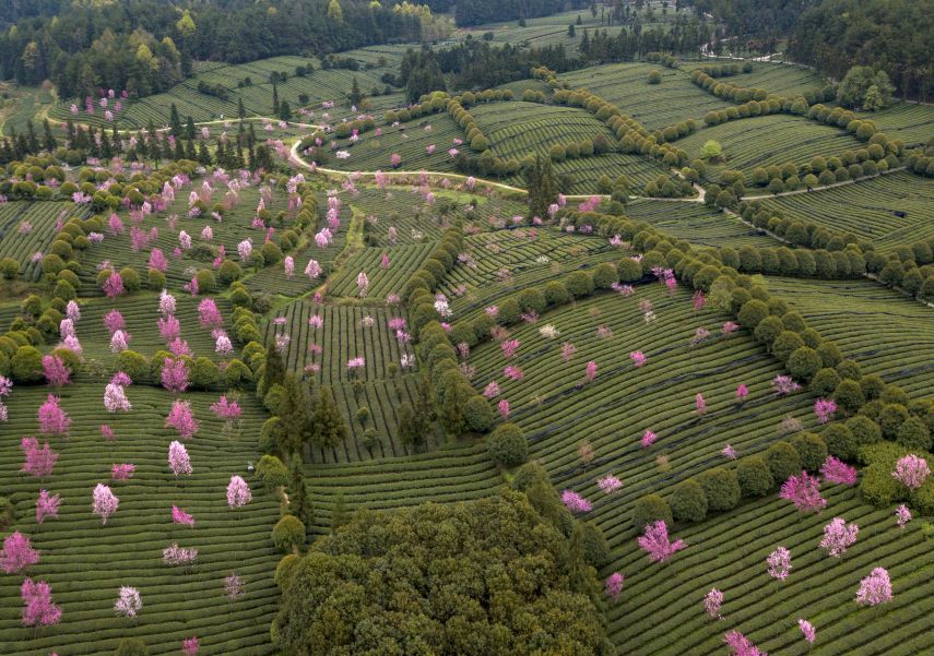凤冈锌硒红茶（凤岗锌硒红茶）-硒宝网