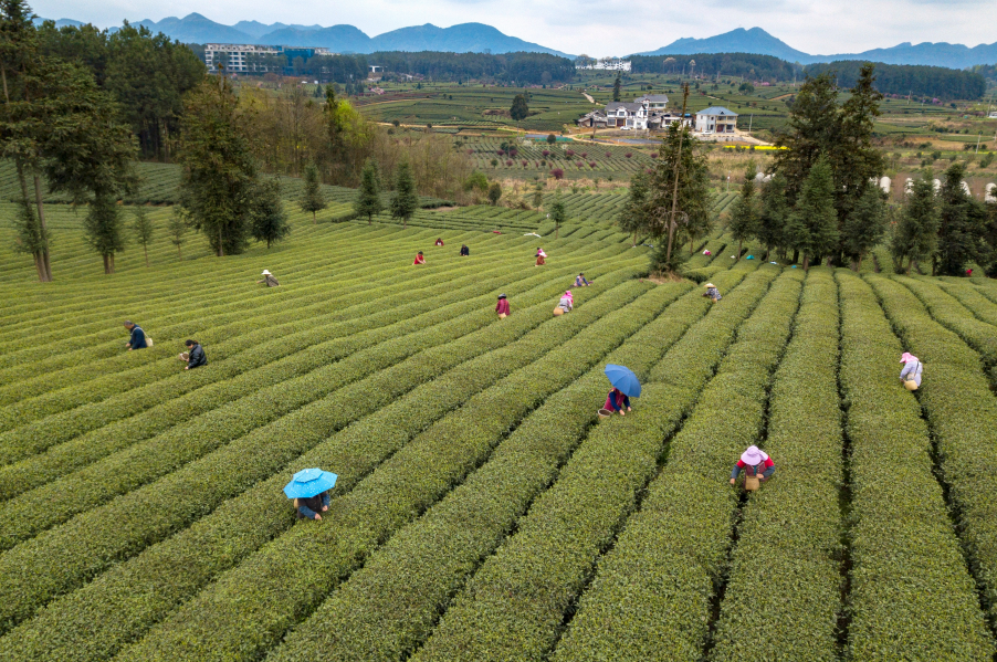 凤冈锌硒红茶（凤岗锌硒红茶）-硒宝网